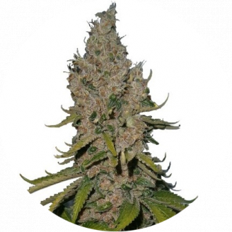 Семена марихуаны купить сорт Y Griega Fem.