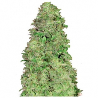 Семена марихуаны купить сорт Mimosa Cake Auto Fem.