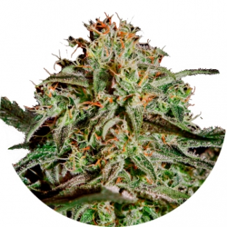 Семена марихуаны купить сорт Gelato Auto Fem.